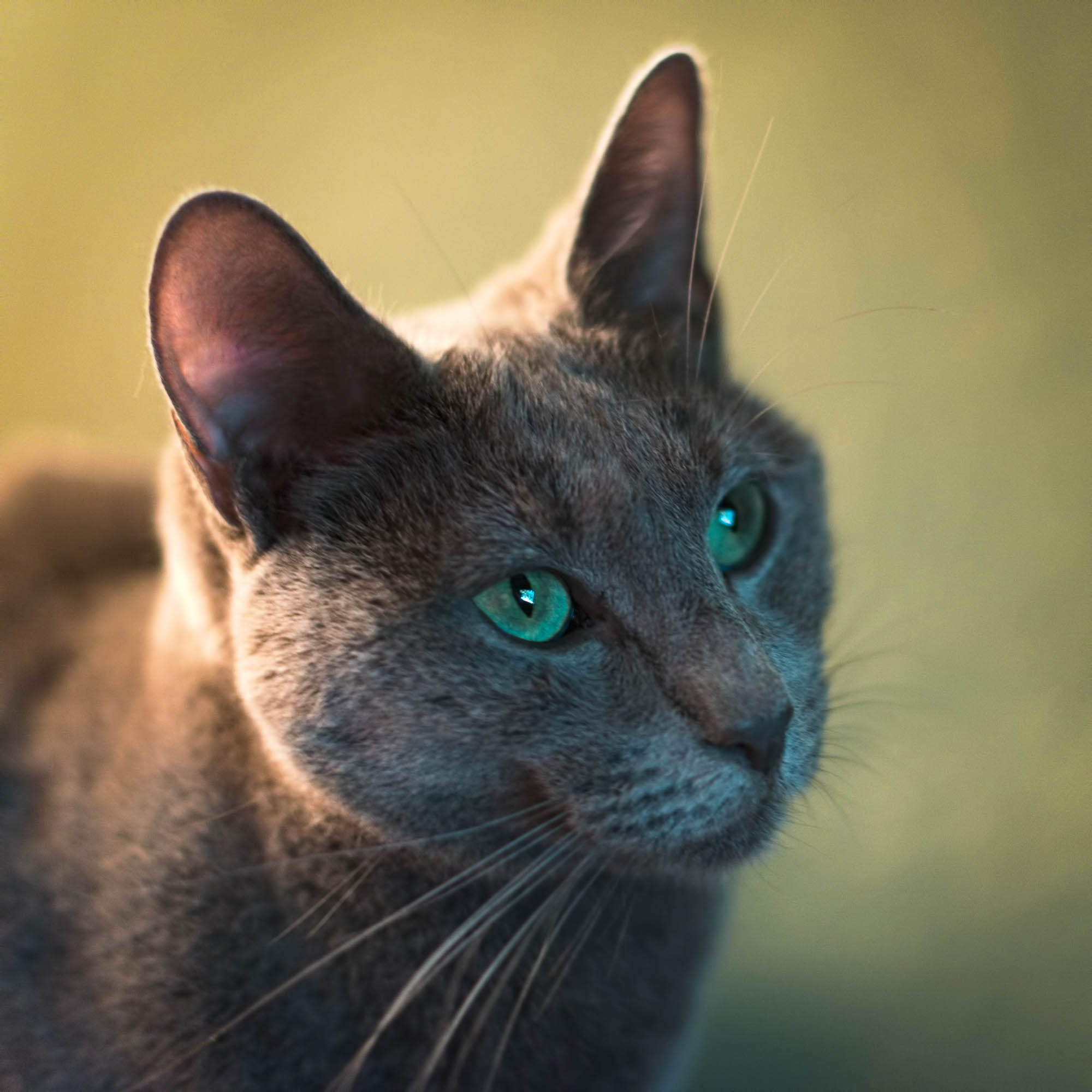 A close-up photograph of a cat's head, looking toward the camera's right with ears pricked up.