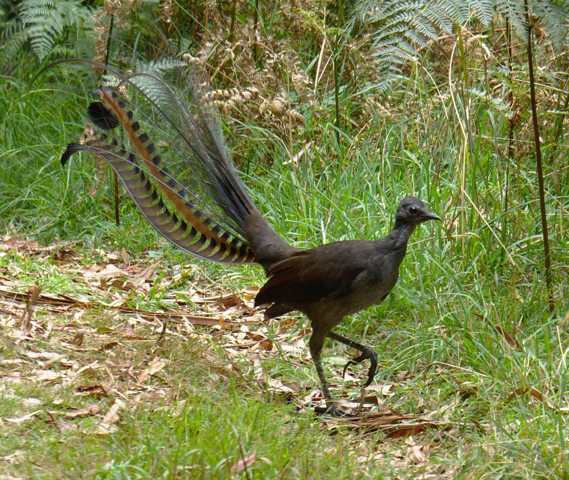 A photograph of a dark gray bird one or two feet tall with long dark-colored tail plumage walking in a grassy area.