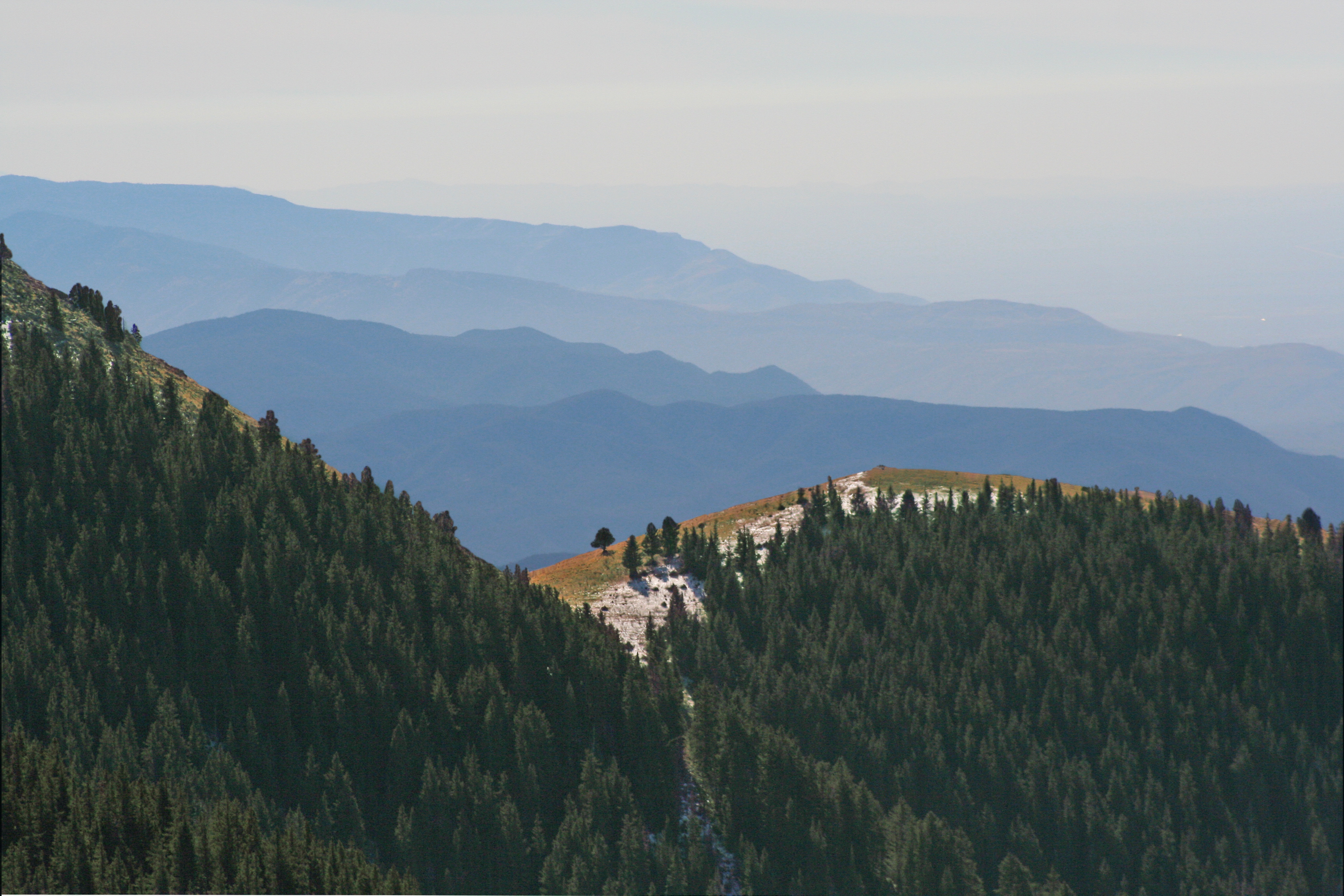 An image of a mountain range that extends far into the distance. Hills in the foreground are covered with a thick forest of pine trees which are clearly discernable. Mountains in the distance appear bluish, with distant ridgelines appearing more and more faded, and with no individual trees discernable.